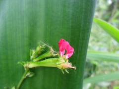 Cuphea appendiculata