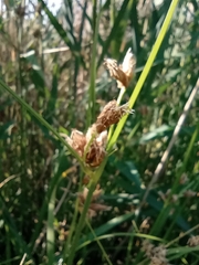 Bolboschoenus
