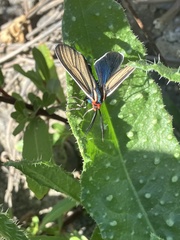 Ctenucha multifaria