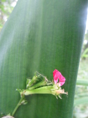 Cuphea appendiculata