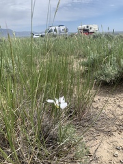 Calochortus nuttallii