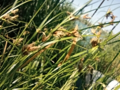 Bolboschoenus