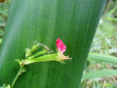 Cuphea appendiculata