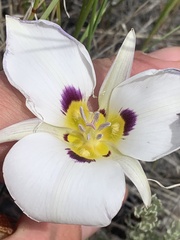 Calochortus nuttallii