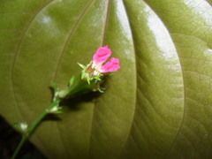 Cuphea appendiculata