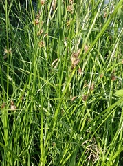 Bolboschoenus