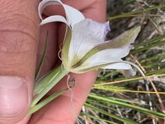 Calochortus nuttallii