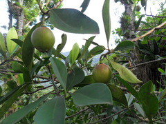 Clusia guatemalensis