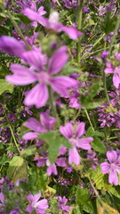 Malva sylvestris