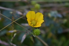 Ranunculus acris
