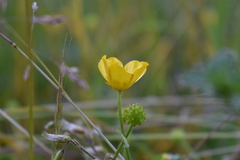 Ranunculus acris