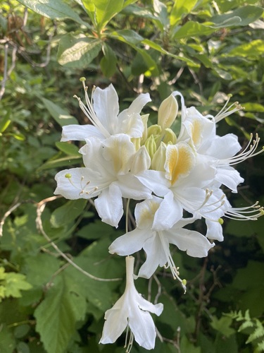 Rhododendron occidentale