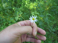 Astranthium integrifolium