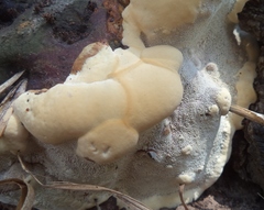 Polyporaceae