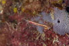 Lucayablennius zingaro