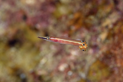 Lucayablennius zingaro