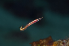 Lucayablennius zingaro