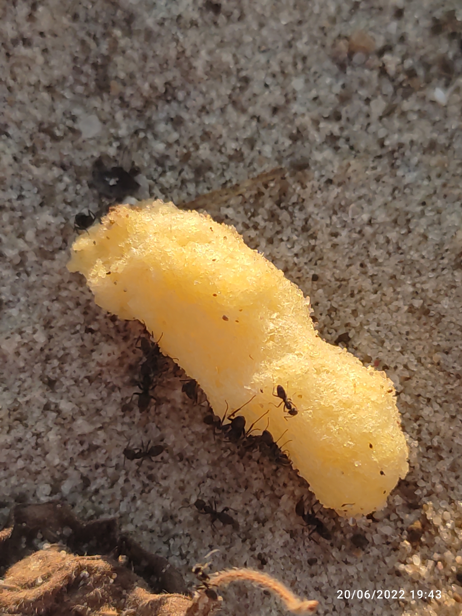 Tapinoma magnum