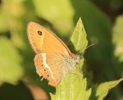 Coenonympha pamphilus