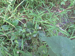 Astranthium integrifolium