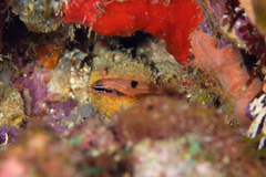 Apogon maculatus