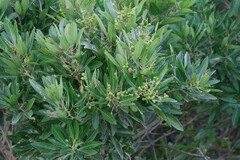 Allophylus natalensis