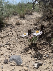 Townsendia florifera