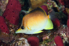 Prognathodes aculeatus