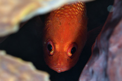 Plectrypops retrospinis