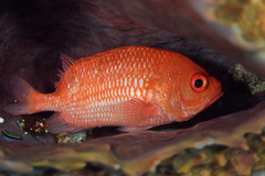 Plectrypops retrospinis