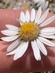 Townsendia florifera