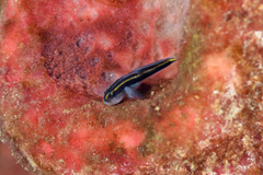 Elacatinus randalli