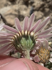 Townsendia florifera