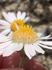 Townsendia florifera