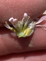 Townsendia florifera