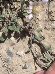 Townsendia florifera