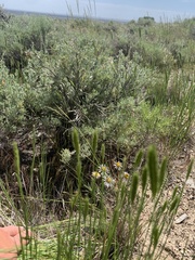 Townsendia florifera