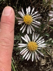 Townsendia florifera