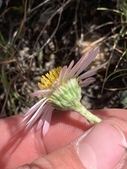 Townsendia florifera