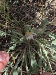 Townsendia florifera