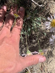 Townsendia florifera