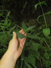 Spigelia marilandica