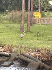 Ardea herodias herodias