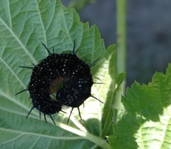 Aglais io