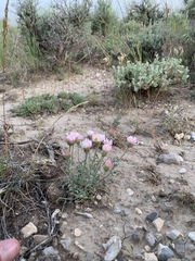 Townsendia florifera