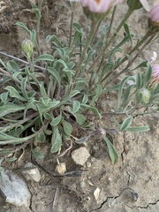 Townsendia florifera