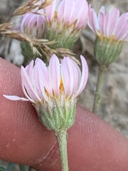 Townsendia florifera