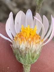 Townsendia florifera