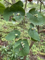 Blaesodiplosis canadensis