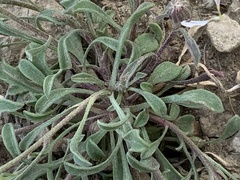 Townsendia florifera